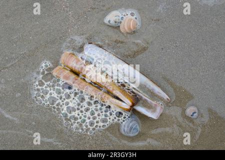 Kurze Rasiermuschel an der Nordseeküste Stockfoto