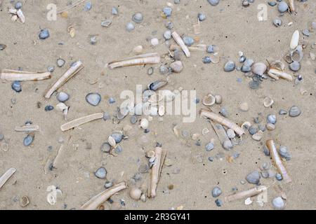 Kurze Rasiermuschel und Muscheln an der Nordseeküste Stockfoto