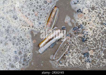 Kurze Rasiermuschel an der Nordseeküste Stockfoto