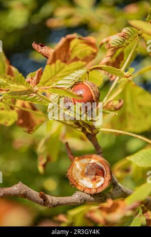 Kastanien Stockfoto