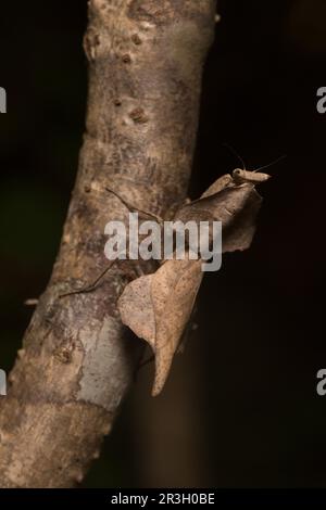 Schildmantis getarnt (Brancsikia freyi) auf Zweig, selten, Ankarafantsika, Nordwesten Madagaskars, Madagaskar Stockfoto