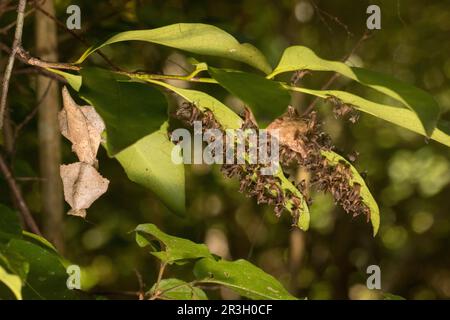 Seltene Schildmantis (Brancsikia freyi) mit Otheca und frisch geschlüpften Jungen, Ankarafantsika, Nordwesten Madagaskars, Madagaskar, Ostafrika Stockfoto