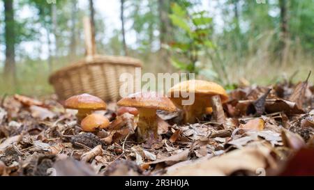 Essbarer Grevilleys Bolete, Suillus grevillei im Herbst in einem Wald Stockfoto