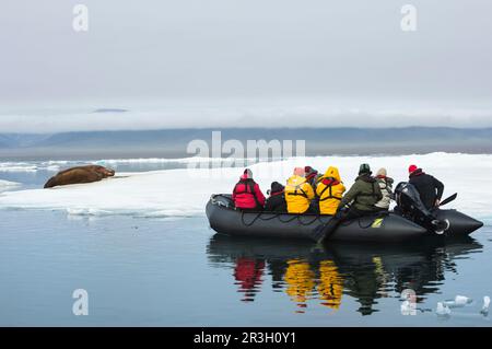 Touristen in einem Zodiac beobachten eine Gruppe von Walrossen (Odobenus rosmarus), Cape Waring, Wrangel Island, Chukchi-Meer, Chukotka, Russischer Fernost, Unesco Stockfoto