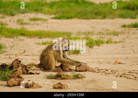 Gelbpavian (Papio cynocephalus), adulte Tiere, die in afrikanischem Elefantendung (Loxodonta africana), Ruaha N. P. Tansania, Elefantendung fressen Stockfoto