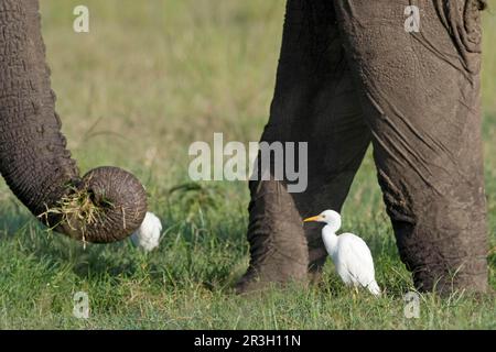 Adulte Rindereier (Bubulcus ibis), die an den Füßen des afrikanischen Elefanten (Loxodonta africana), Masai Mara, Kenia, forschen Stockfoto