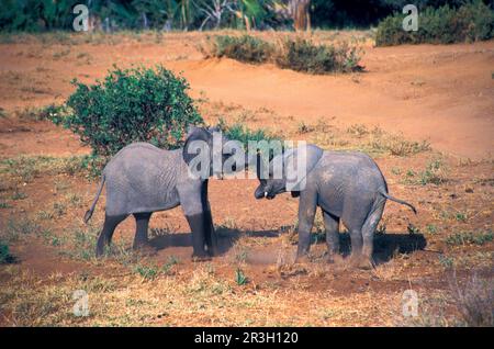 Afrikanischer Elefant (Loxodonta africana) Elefanten, Elefanten, Säugetiere, Tiere, junge Elefanten, Kämpfen Stockfoto