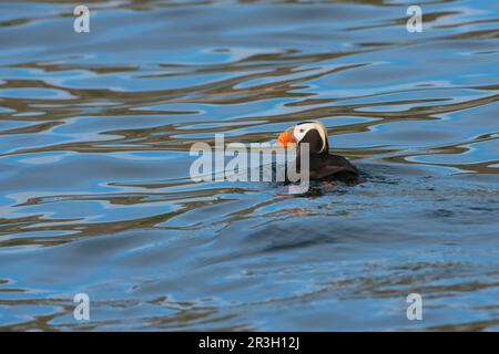 Papageientaucher (Fratercula cirrhata) im Meer, Kap Achen, Tschukotka, Russland Stockfoto