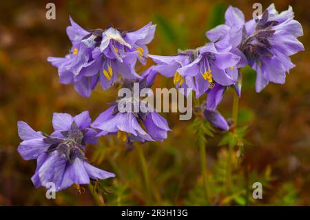 Boreal boreal jacobs-Leiter (Polemonium boreale), Wrangel Island, Russischer Fernost, UNESCO-Weltkulturerbe Stockfoto