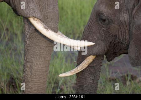 Afrikanischer Elefant (Loxodonta africana) Elefant, Elefanten, Säugetiere, Tiere Elefant, Elfenbein, lumb, Rumpf, Zahn, Lumb, Lumb Stockfoto