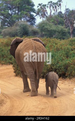 Afrikanischer Elefant (Loxodonta africana) Elefant, Elefanten, Säugetiere, Tiere Elefantenmutter und -Baby, Kenia, abnehmbar Stockfoto