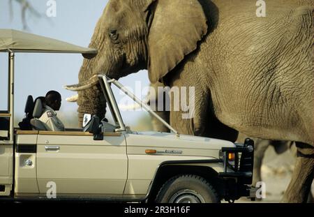 Afrikanischer Elefant (Loxodonta africana) Elefant, Fahrzeug, Elefanten, Säugetiere, Tiere Elefant Erwachsener Pässe gefährlich nah am Safari-Tour-Fahrzeug Stockfoto