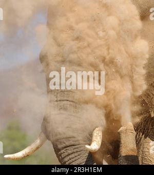 Afrikanischer Elefant (Loxodonta africana) Elefant, Elefanten, Säugetiere, Tiere Elefant Erwachsene, Nahaufnahme des Kopfes, Abstauben, Sand mit Kofferraum hineinwerfen Stockfoto