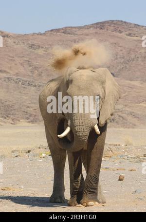 Afrikanischer Elefant (Loxodonta africana) Elefant, Elefanten, Säugetiere, Tiere Elefant ausgewachsen, Staubwischen, Mit dem Stamm Sand werfen, auf dem Trockenen stehen Stockfoto