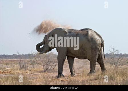 Afrikanischer Elefant (Loxodonta africana) Elefant, Elefanten, Säugetiere, Elefant männlich, Staubbaden, Staubbläst Staub auf den Körper mit dem Stamm Stockfoto