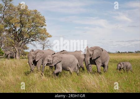 Afrikanischer Elefant (Loxodonta africana) Elefant, Elefanten, Säugetiere, Tiere Elefant Erwachsene mit jungen, wandern im Feuchtgebiet, Okavango Delta, Botsuana Stockfoto