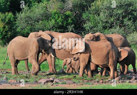 Afrikanischer Elefant (Loxodonta africana) Elefanten, Elefanten, Säugetiere, Tiere Elefanten ausgewachsene Frauen mit jungen Kälbern und Jungtieren, Herde trinkt bei Stockfoto