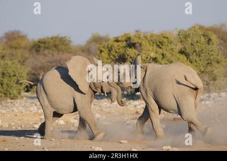 Afrikanischer Elefant (Loxodonta africana) Elefant, Elefanten, Säugetiere Elefant zwei unreife Männchen, die am Wasserloch kämpfen, Etosha N. P. Kunene Stockfoto