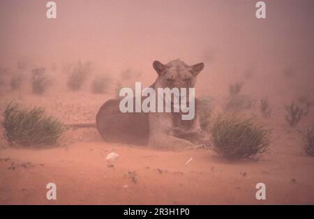 Afrikanischer Löwe Nische Löwe Löwe, Löwe (Panthera leo), Raubtiere, Säugetiere, Tiere, Der Löwe liegt auf Sand im Sandsturm, Kalahari Gemsbok NP Stockfoto