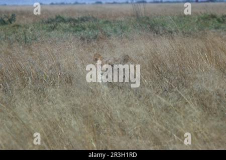 Afrikanische Löwin Löwe, Löwe (Panthera leo), Großkatzen, Raubtiere, Säugetiere, Tiere, Löwin in langem Gras, gut getarnt, Kenia (S) Stockfoto