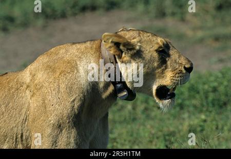 Afrikanische Löwennische Löwin, Löwe (Panthera leo), Raubkatzen, Raubtiere, Säugetiere, Tiere, Löwe mit Funkhalsband, Serengeti, Tansania Stockfoto