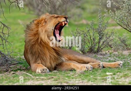 Afrikanisches Löwennest Löwe männliche Gähnen, Löwen (Panthera leo), große Katzen, Raubtiere, Säugetiere, Tiere, Löwe männliche Gähnen, Etosha, Namibia Stockfoto