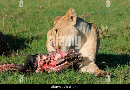 Afrikanischer Löwenfisch Löwenfütterung, Lecken des afrikanischen Büffelschädels, Löwen (Panthera leo), Großkatzen, Raubtiere, Säugetiere, Tiere, Löwen füttern, lecken Stockfoto