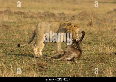 Afrikanisches Löwennest Löwennest, Löwen (Panthera leo), Raubkatzen, Raubtiere, Säugetiere, Tiere, Löwe unreif, männlich, tötet junge Gnus, Masai Stockfoto