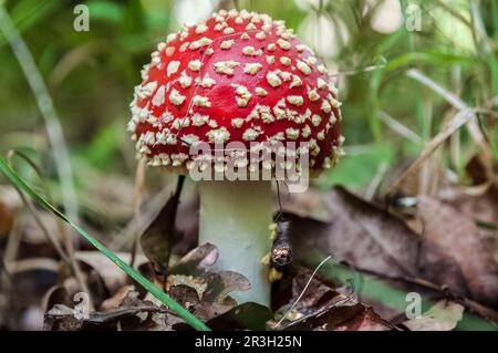 Rot Amanita Muscaria Pilze im Wald Stockfoto