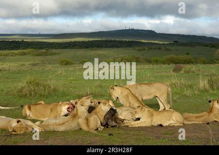 Afrikanischer Löwe (Panthera leo), Löwenstolz, ernähren sich von Gnus Töten, Masai Mara, Kenia, mit gefangenem Gnus Stockfoto
