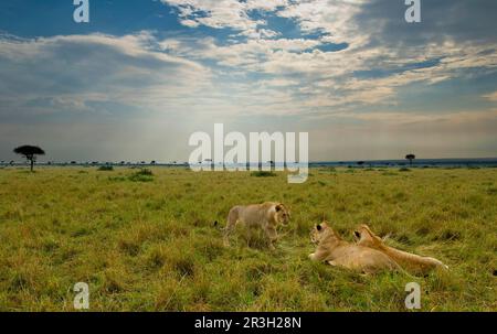 Afrikanischer Löwe, Löwen, Raubtiere, Säugetiere, Tiere, Massai massai massai Löwe (Panthera leo nubica) zwei Erwachsene Weibchen mit unreifem Männchen, in Savanna Stockfoto