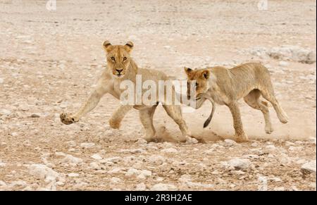 Afrikanischer Löwe Nische Löwen (Panthera leo), Löwen, Großkatzen, Raubtiere, Säugetiere, Tiere, Löwe, zwei Jungtiere, Rennen und spielen, ein Beißen Stockfoto