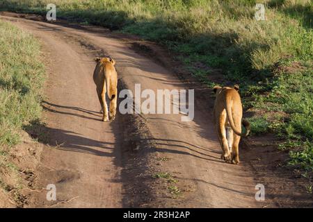 Afrikanischer Löwe Nische Löwen (Panthera leo), Löwen, Großkatzen, Raubtiere, Säugetiere, Tiere, Löwe, zwei Erwachsene Weibchen, die auf der Piste spazieren gehen Stockfoto