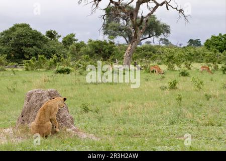 Junger Löwe (Panthera leo), versteckt sich hinter Termitenhügel, sieht Impala (Aepyceros melampus) grasen, Savute, Chobe N. P. Botswana Stockfoto