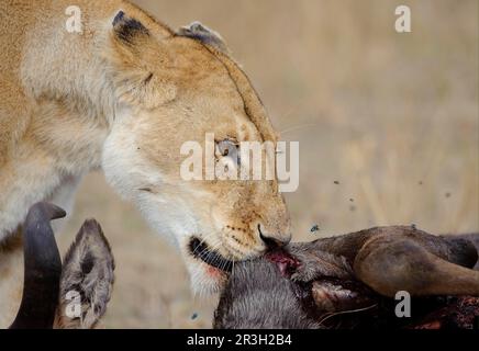 Löwe (Panthera leo), Erwachsene Frau, Nahaufnahme des Kopfes, Futter von gejagtem blauem Gnus (Connochaetus taurinus), mit Fliegenschwarm, Masai Mara, Kenia Stockfoto