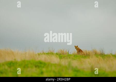 Afrikanischer Löwe Nische Löwen (Panthera leo), Löwen, Raubkatzen, Raubtiere, Säugetiere, Tiere, Löwe, weiblich, sitzt im Habitat, Ruaha Stockfoto