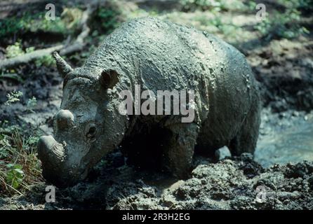 Sumatra-Nashörner (Dicerorhinus sumatrensis), sumatra-Nashörner, Huftiere, Nashörner, Nashörner, Säugetiere, Tiere, ungerade Huftiere, Sumatra Stockfoto