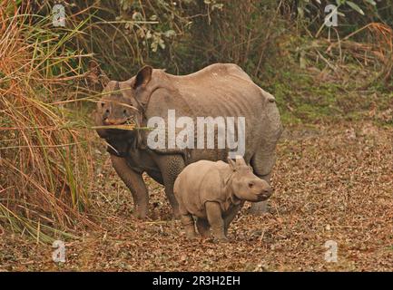 Indisches Rhinoceros (Rhinoceros unicornis), weiblich, mit Kalb, Fütterung, Kaziranga N. P. Assam, Indien Stockfoto