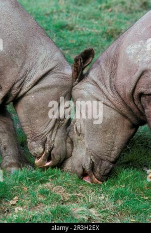 Sumatra-Nashörner (Dicerorhinus sumatrensis), sumatra-Nashörner, Huftiere, Nashörner, Nashörner, Säugetiere, Tiere, seltsame Huftiere Stockfoto