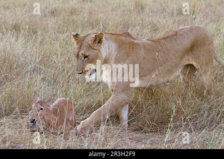 Massai-Löwe (Panthera leo nubica), ausgewachsene Frau, mit Sassaby (Damaliscus lunatus) als Beute, Masai Mara, Kenia Stockfoto