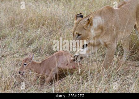 Massai-Löwe (Panthera leo nubica), ausgewachsene Frau, mit Sassaby (Damaliscus lunatus) als Beute, Masai Mara, Kenia Stockfoto