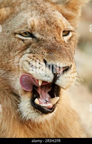 Afrikanische Löwin Löwe, Löwen, Raubtiere, Säugetiere, Tiere, Transvaaler südafrikanischer Löwe (Panthera leo krugeri) unreifer Mann, Nahaufnahme des Kopfes Stockfoto