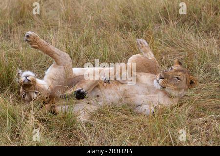 Afrikanischer Löwe, Löwen, Raubtiere, Säugetiere, Tiere, Masai massai Löwe (Panthera leo nubica) zwei Erwachsene Weibchen, die sich zusammen im Grasen ausruhen, Masai Stockfoto