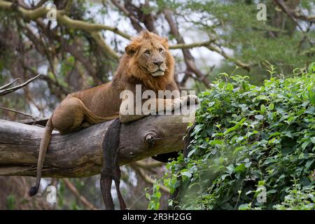 Afrikanischer Löwe, Löwen, Raubtiere, Säugetiere, Tiere, Masai massai Löwe (Panthera leo nubica) männlich, ausgewachsener Mann, ruht auf einem Baumstamm, Lake Nakuru Stockfoto