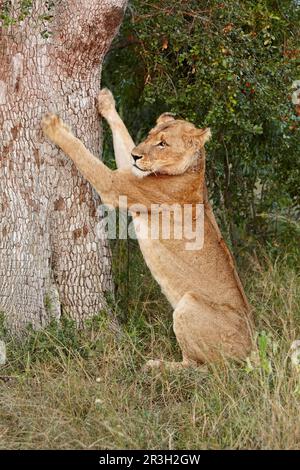 Afrikanischer Löwe, Löwen, Raubtiere, Säugetiere, Tiere, Transvaaler südafrikanischer Löwe (Panthera leo krugeri), weibliche Erwachsene, schärft Krallen am Baum Stockfoto