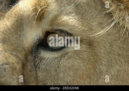 Indischer Löwe, asiatischer Löwe, indischer Löwe, asiatischer Löwe (Panthera leo persica), Löwe, Großkatzen, Raubtiere, Säugetiere, Tiere, indischer Löwe Erwachsener Stockfoto