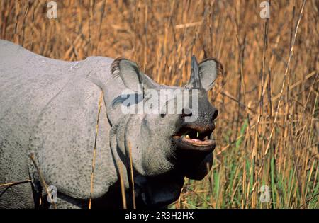 Indisches Nashorn (Rhinoceros unicornis), Erwachsene, Fütterung, Nahaufnahme des Kopfes, Kaziranga, Assam, Indien Stockfoto