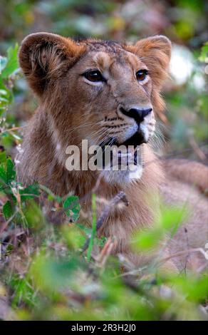 Indischer Löwe, asiatischer Löwe, indischer Löwe, asiatischer Löwe (Panthera leo persica), Löwe, Großkatzen, Raubtiere, Säugetiere, Tiere, Indianerlöwe, weibliches Junges Stockfoto