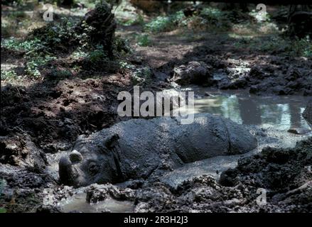 Sumatra-Nashörner (Dicerorhinus sumatrensis), Huftiere, Nashörner, Nashörner, Säugetiere, Tiere, seltsame Huftiere, Sumatra-Nashörner Stockfoto