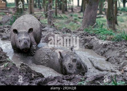 Sumatra-Nashörner (Dicerorhinus sumatrensis), sumatra-Nashörner, Huftiere, Nashörner, Nashörner, Säugetiere, Tiere, seltsame Huftiere Stockfoto